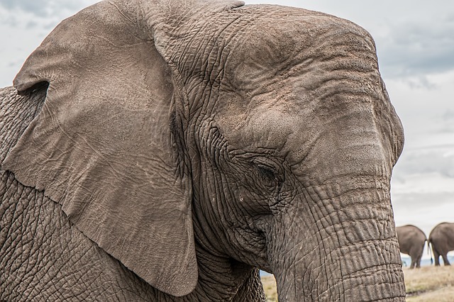 elephant-1526709_640